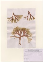 藏品(扇形囊膜藻)的圖片